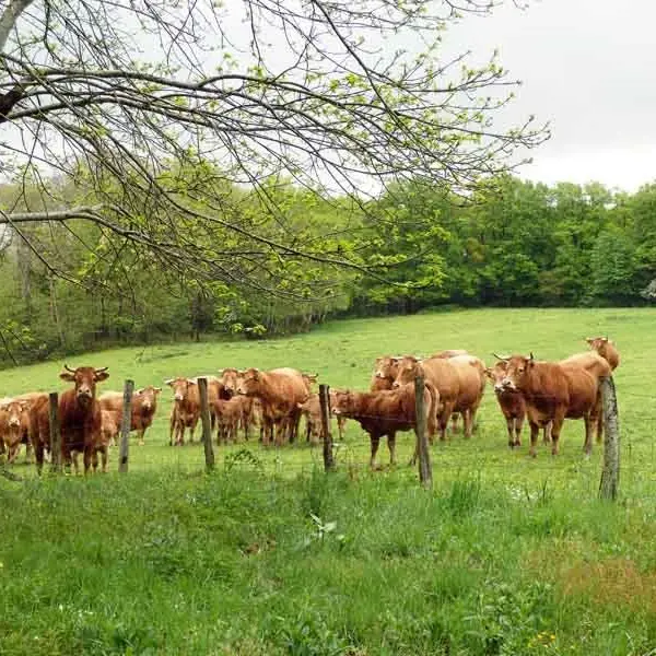 Circuit Les Ramiers - les Millefeuilles_1