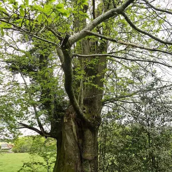 Circuit Les Ramiers - les Millefeuilles_2