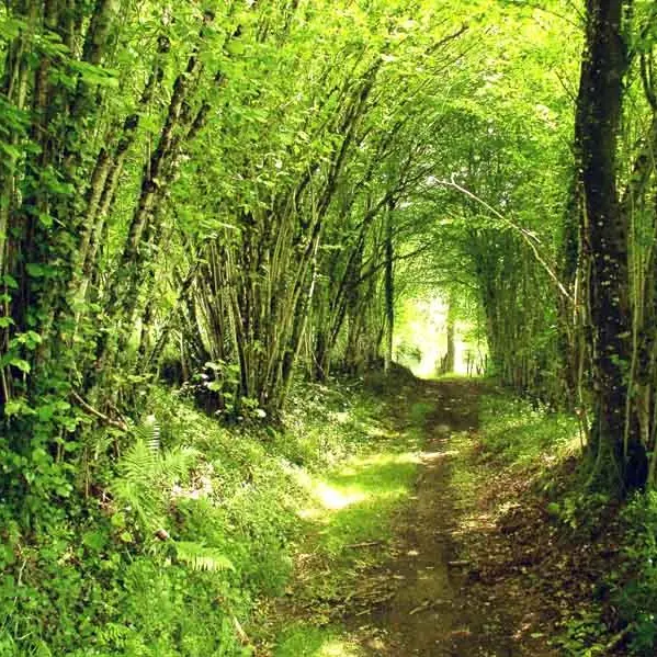 Circuit des mines d'or de la forêt de Champ Vert_2