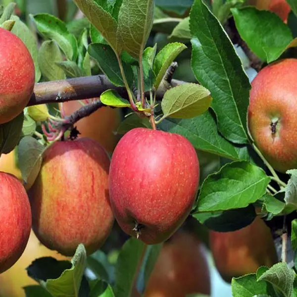 Pêcheries Oubliées_2