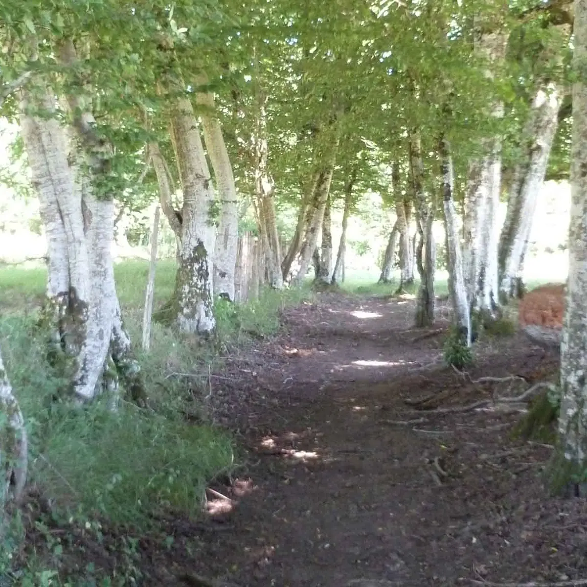 Les sentiers de Meilhac_2