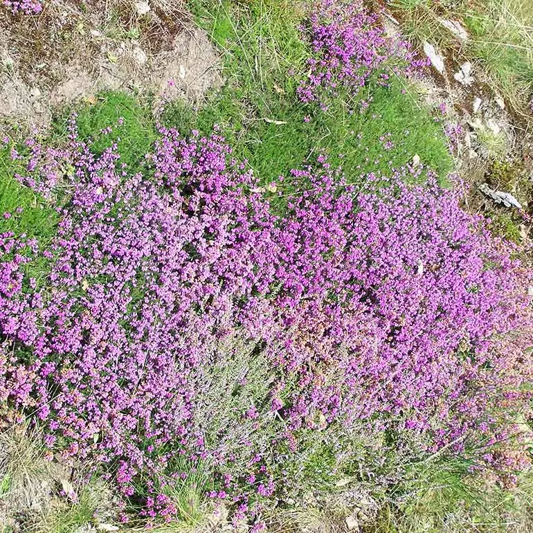 Chemin des seigneurs_3