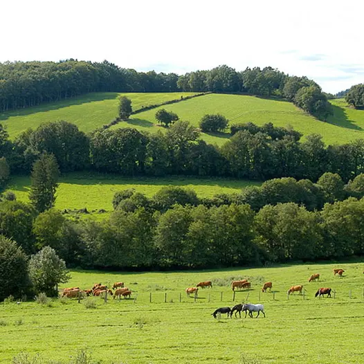 Sentier des gorges de la Vienne_2