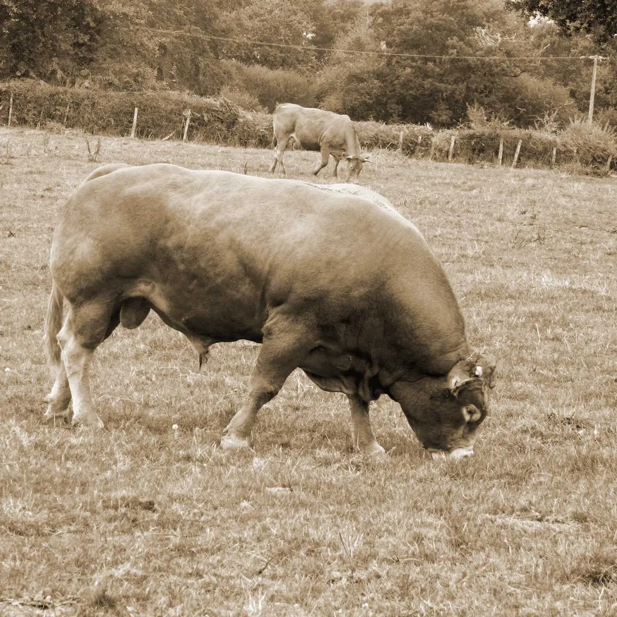 Sentier des chênes_4