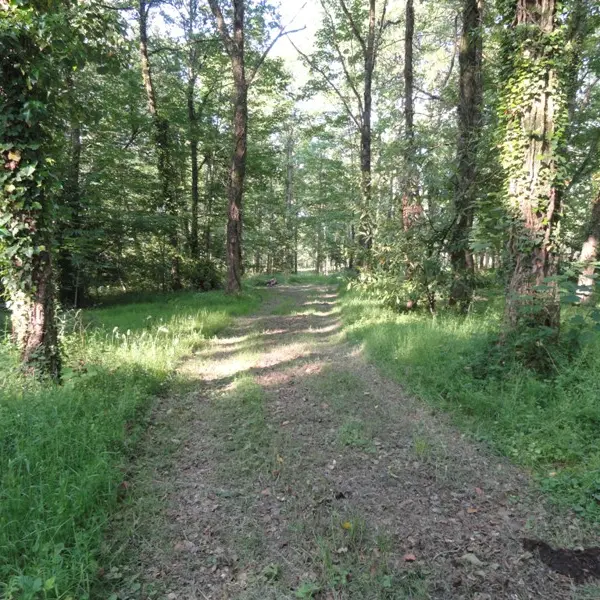 le sentier du bois des chapelles_4