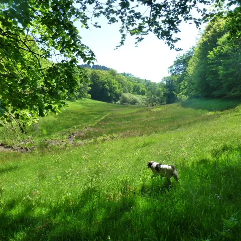 La balade du Grand murin_1