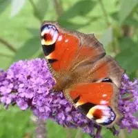 Cité des Insectes : le jardin_2