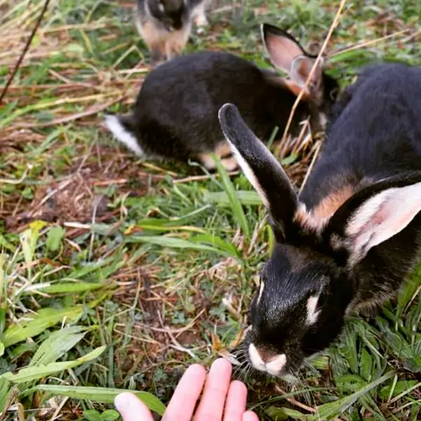 lapins_des_prés_flavignac