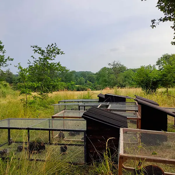 clapiers_lapins_des_prés_flavignac