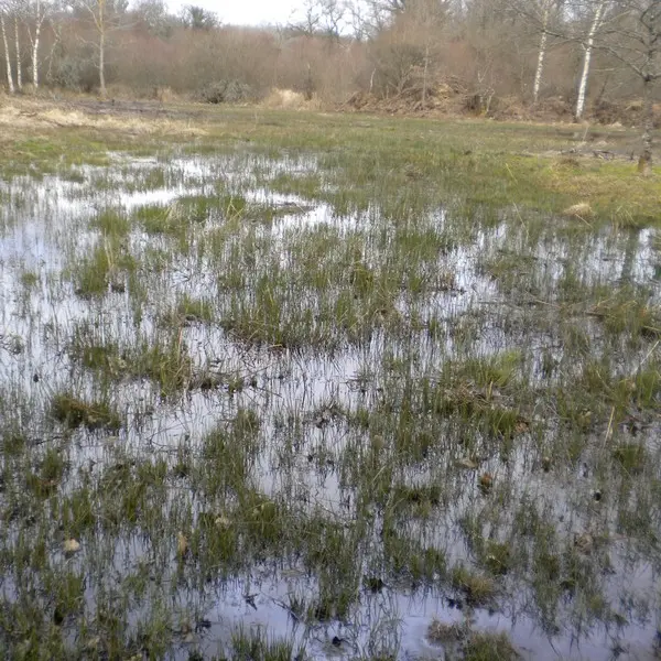 Marais de Chamborêt_2