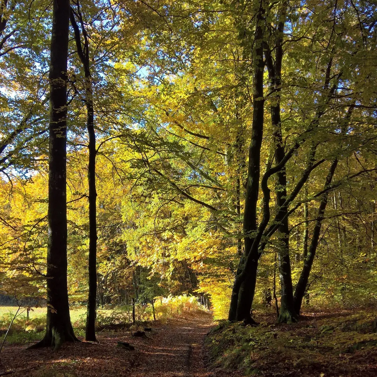 Base Uni'Vert Trail des Monts d'Ambazac - Le sentier de l'Ermite_2
