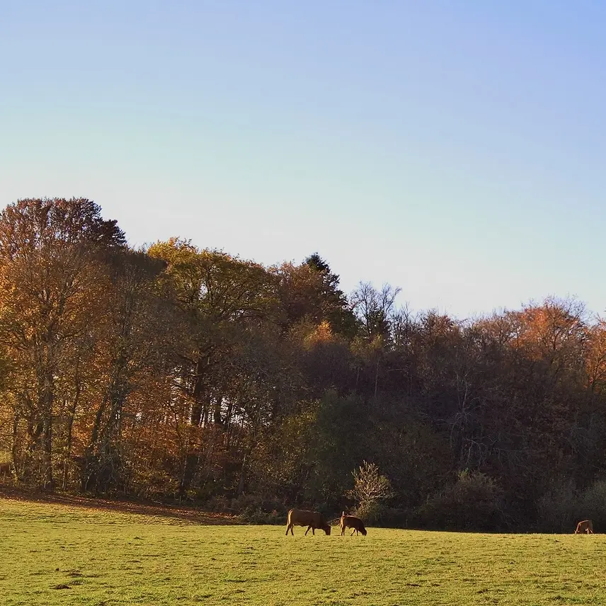 Base Uni'Vert Trail des Monts d'Ambazac - Le sentier des Puys_3