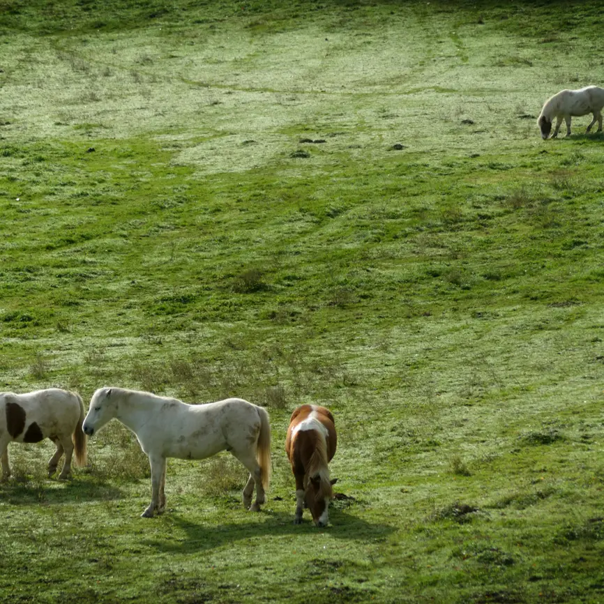 Base Uni'Vert Trail des Monts d'Ambazac - Le sentier des bonshommes_2