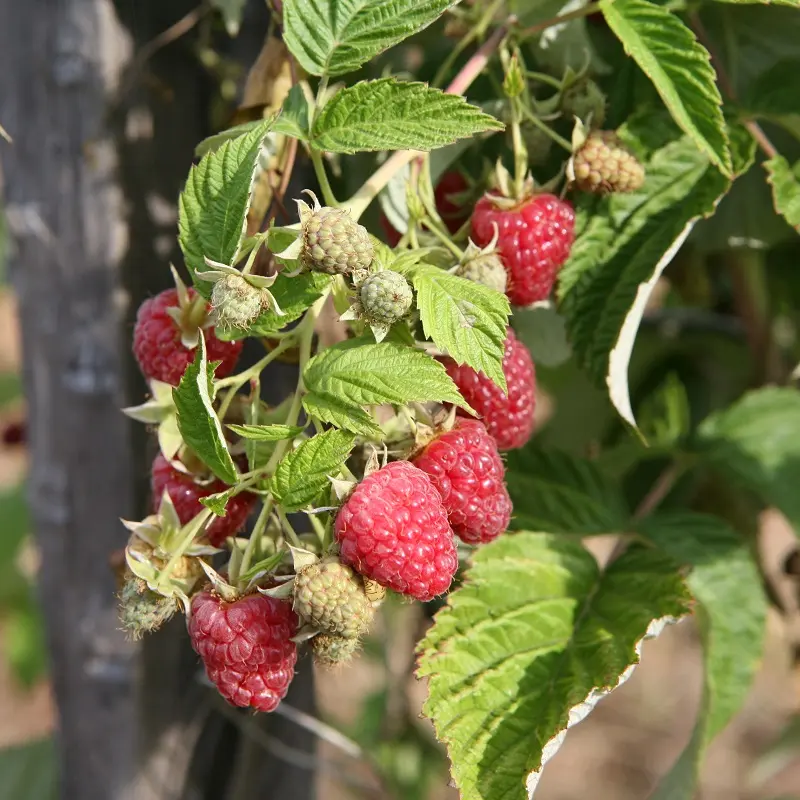 Framboises_2