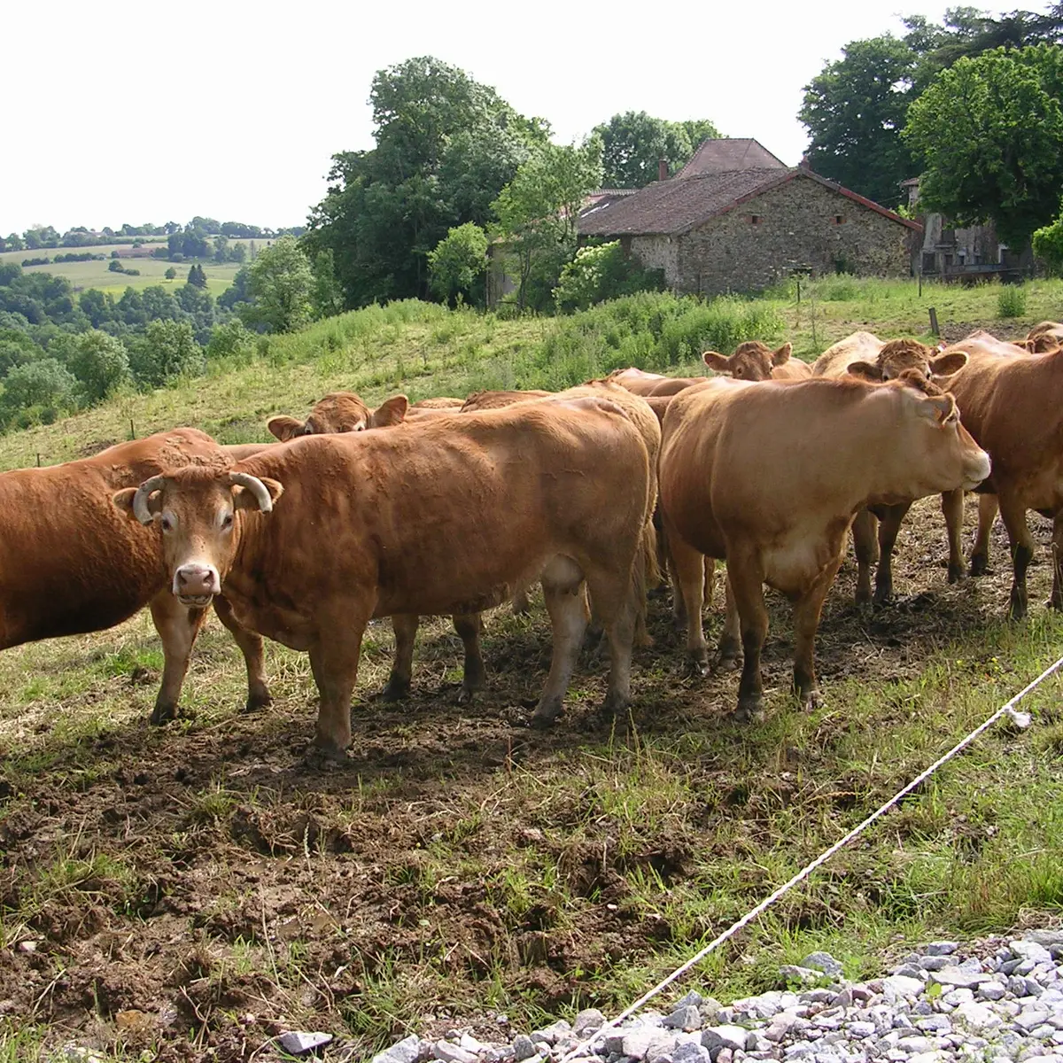 Circuit des écureuils_2