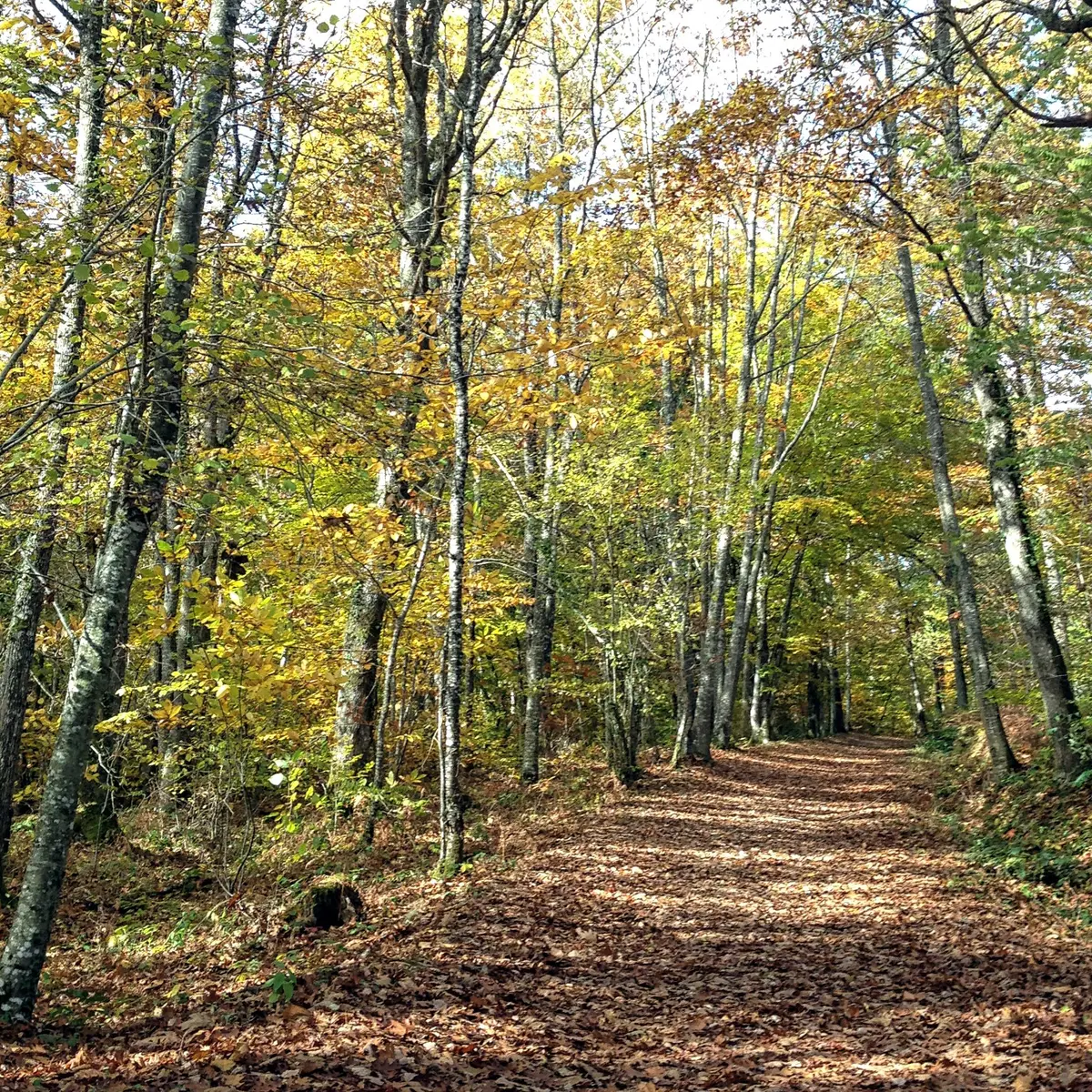 La Boucle de Saint-Priest-sous-Aixe - Circuit n°1 Val de Vienne Tour_3