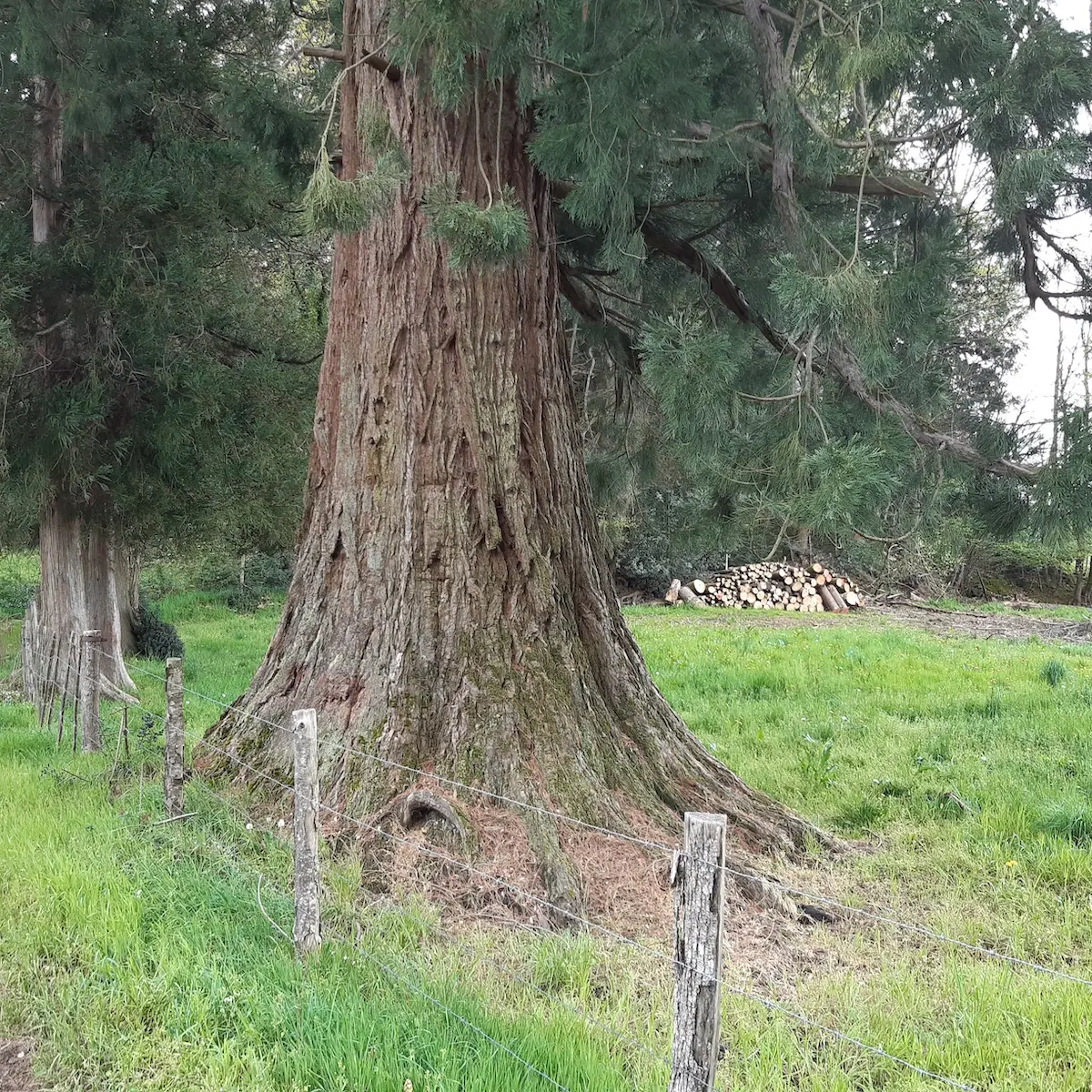 chemin des séquoias