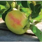 sentier randonnée les belles limousines_3