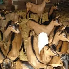 Des chèvres dans leur étable_3