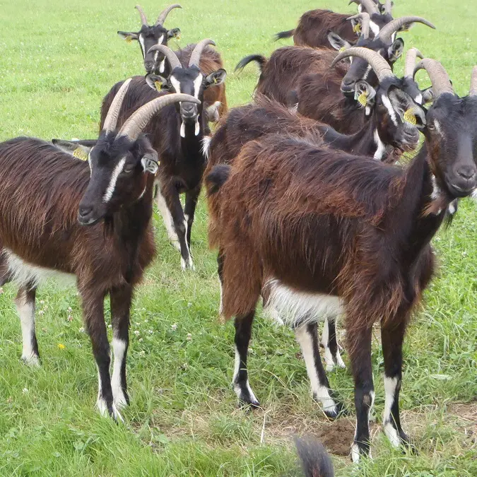 Chèvres poitevines_1