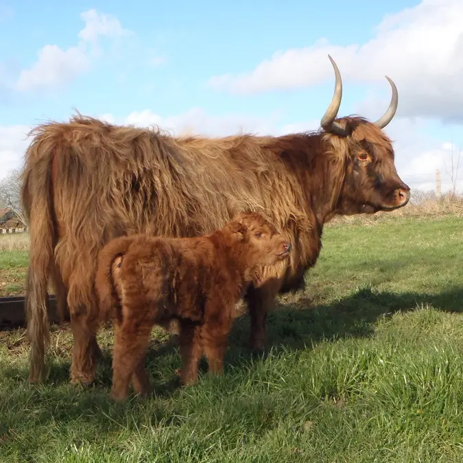 Vache Highland et son veau_2