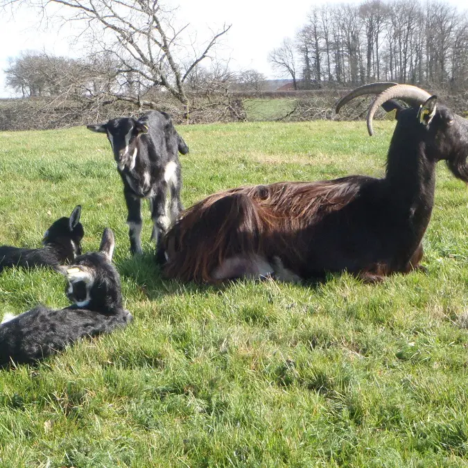 Chèvre avec son chevreau_3