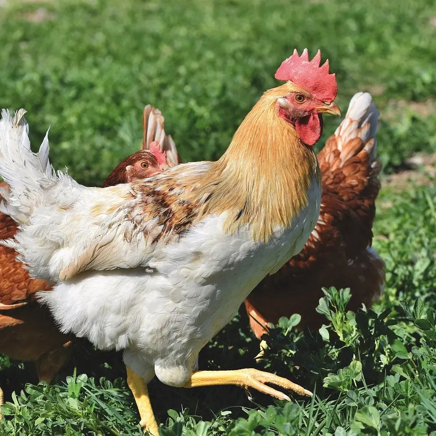 L’œuf bio de ma campagne_3