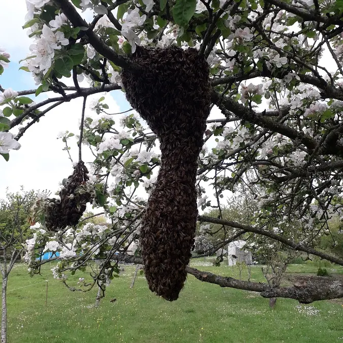 Essaim sur branche_3