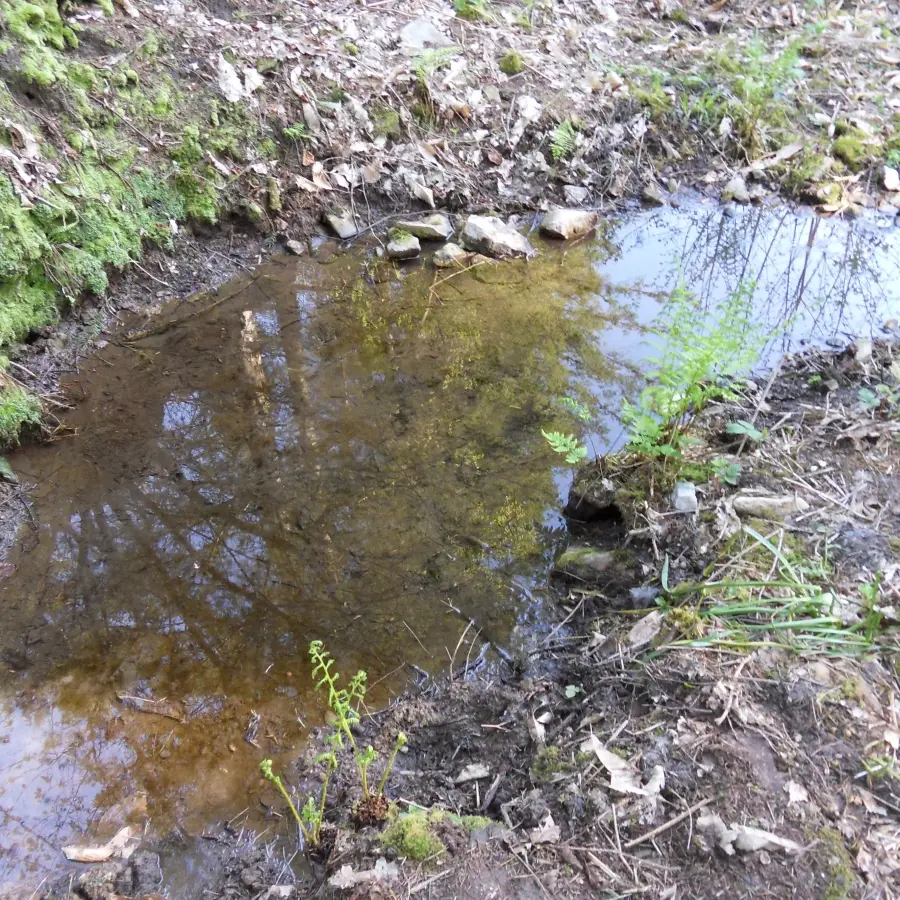 Fontaine Le Caillou_1