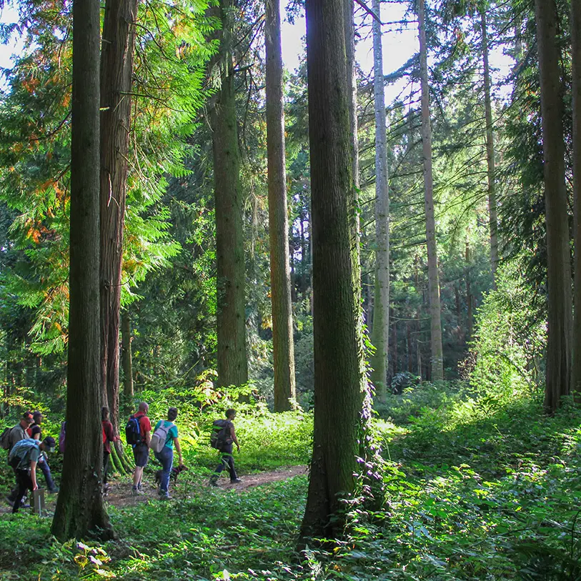 Arboretum_jonchere Sirtaki (1)