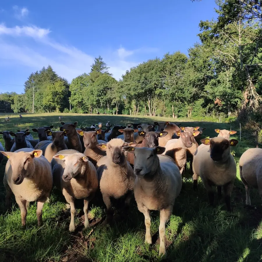 Brebis limousines -Eymoutiers - Pays Monts et Barrages