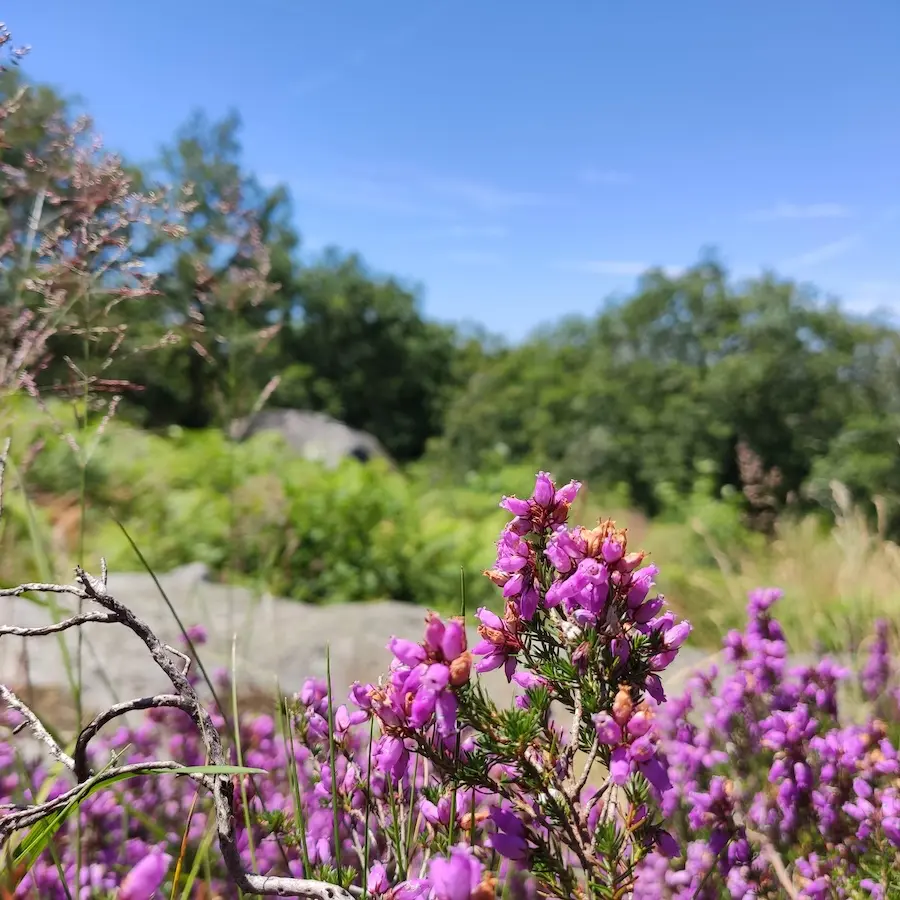 Bruyère en bord de chemin - Peyrat-le-Château