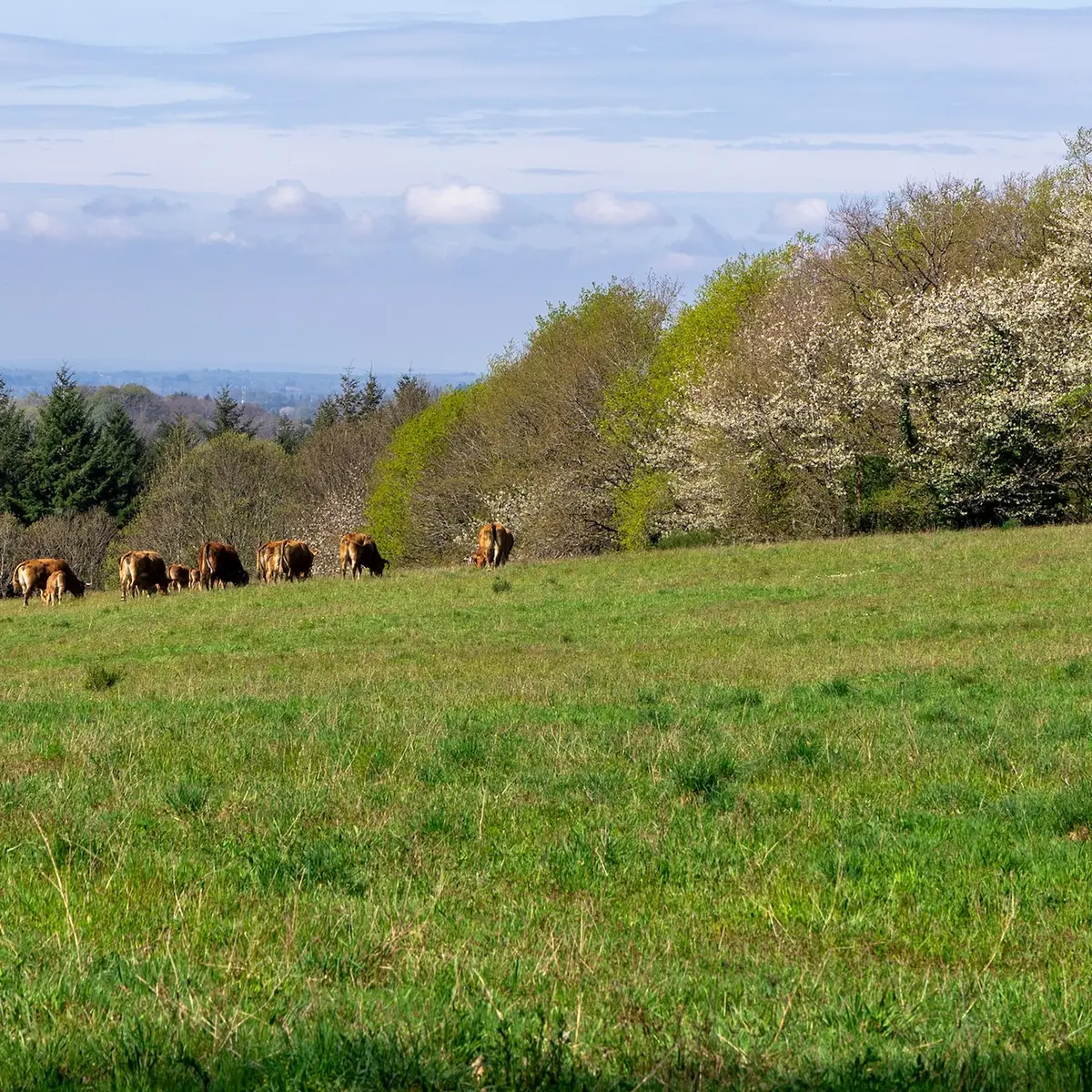paysages ouverts et prairies