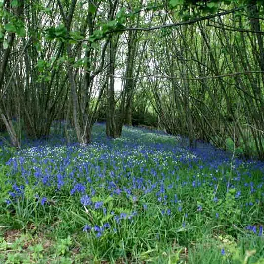 Sentier Les Ecureuils_2