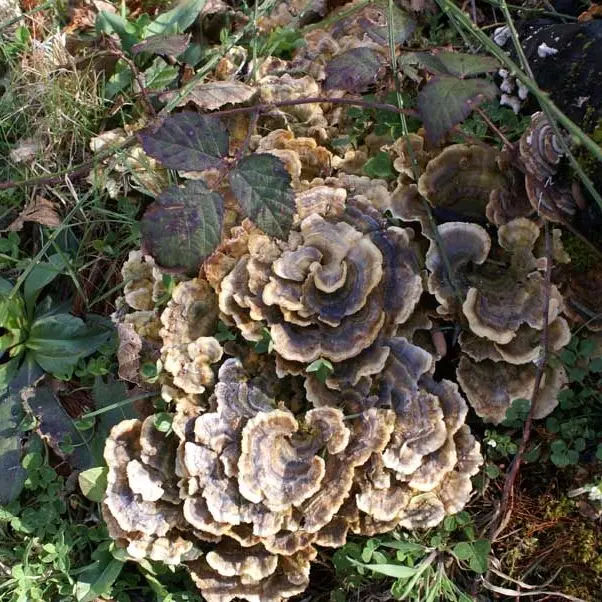 Sentier Les Hérissons_3