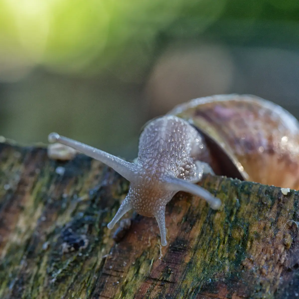 escargot