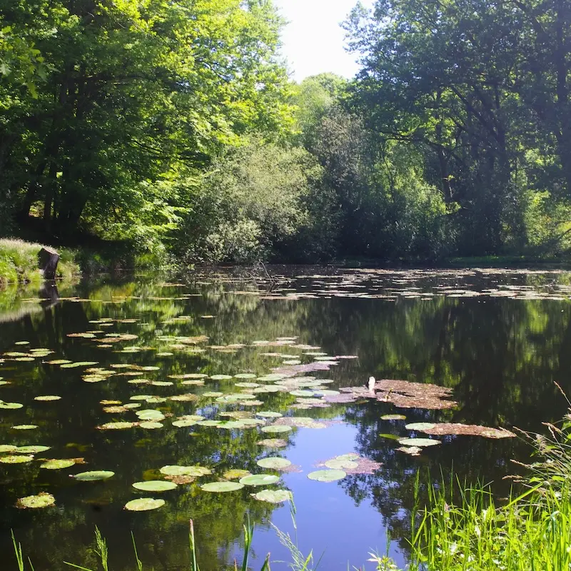 Etang du Puy du Boeuf(Champnétery) - Mai 2025