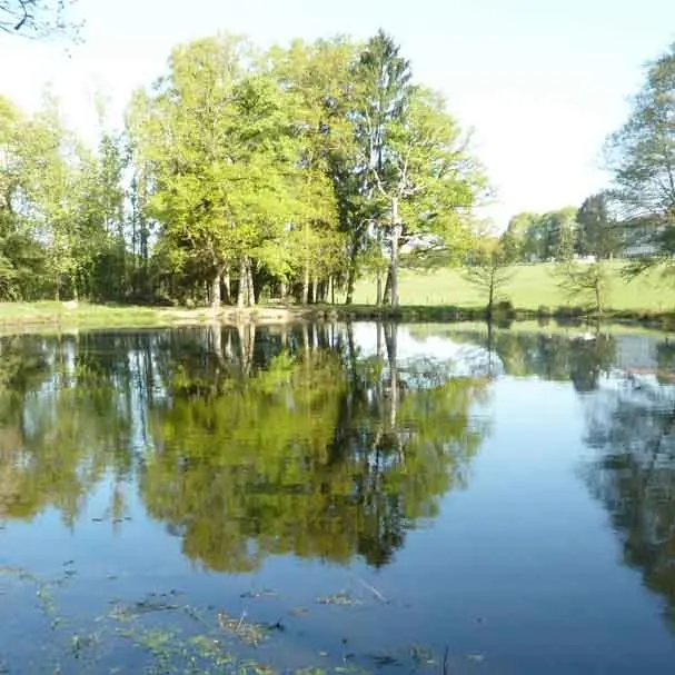 Forêt des Vaseix sentier la promenade de Chamberet_3