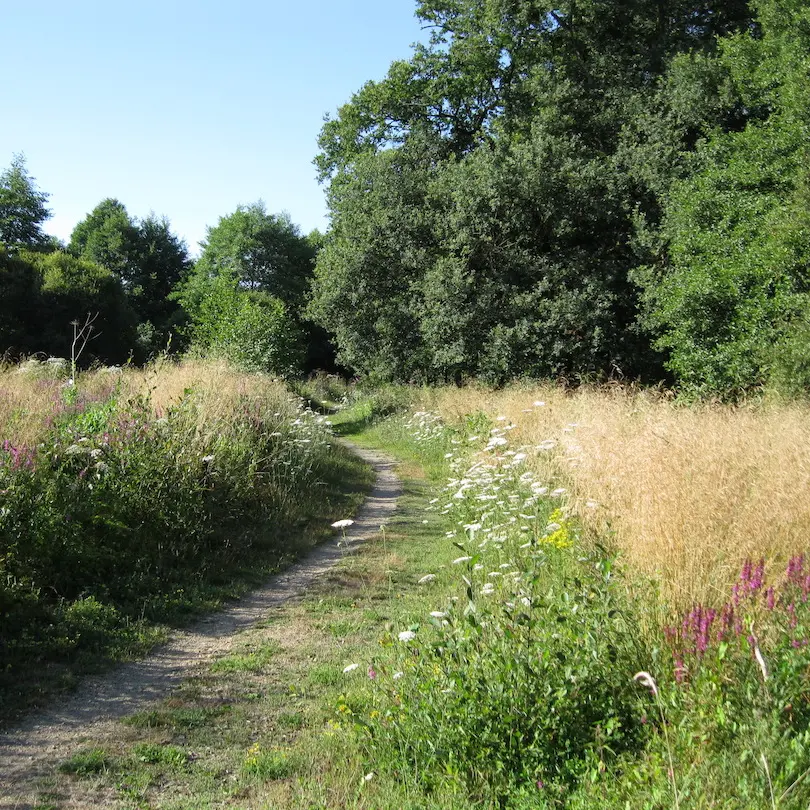 Lande humide de Grossereix en été