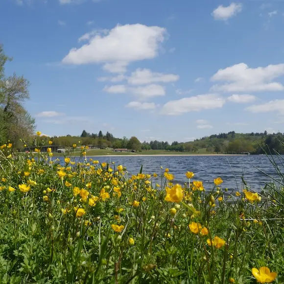 Lac de Saint-Pardoux fleurs jaunes