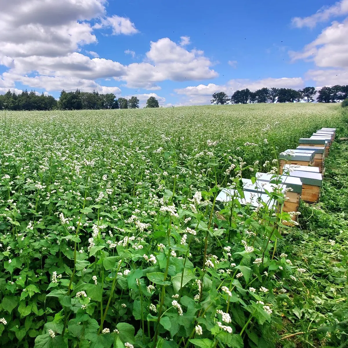 Mehdy miel champ sarrazinok