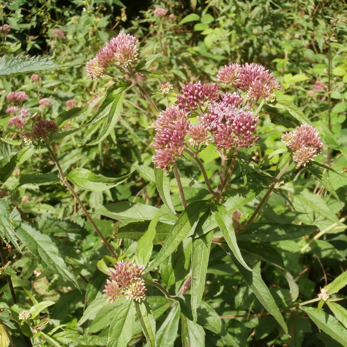 Circuit du mont Larron - Eupatoire chanvrine