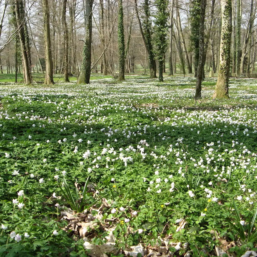 Parc du Mas Jambost une belle journée d'avril
