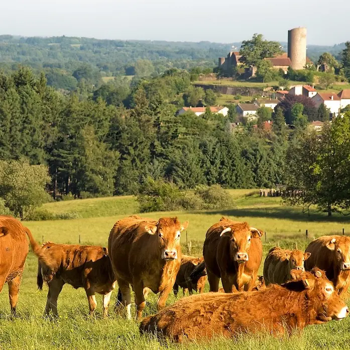 Paysage vaches