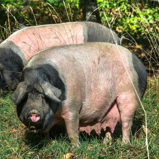 Porc-cul-noir-Nantiat-1