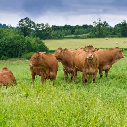 Porc-cul-noir-Vaches-nantiat