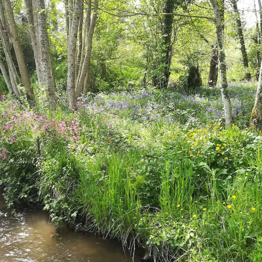 Ruisseau du Chamberet au printemps