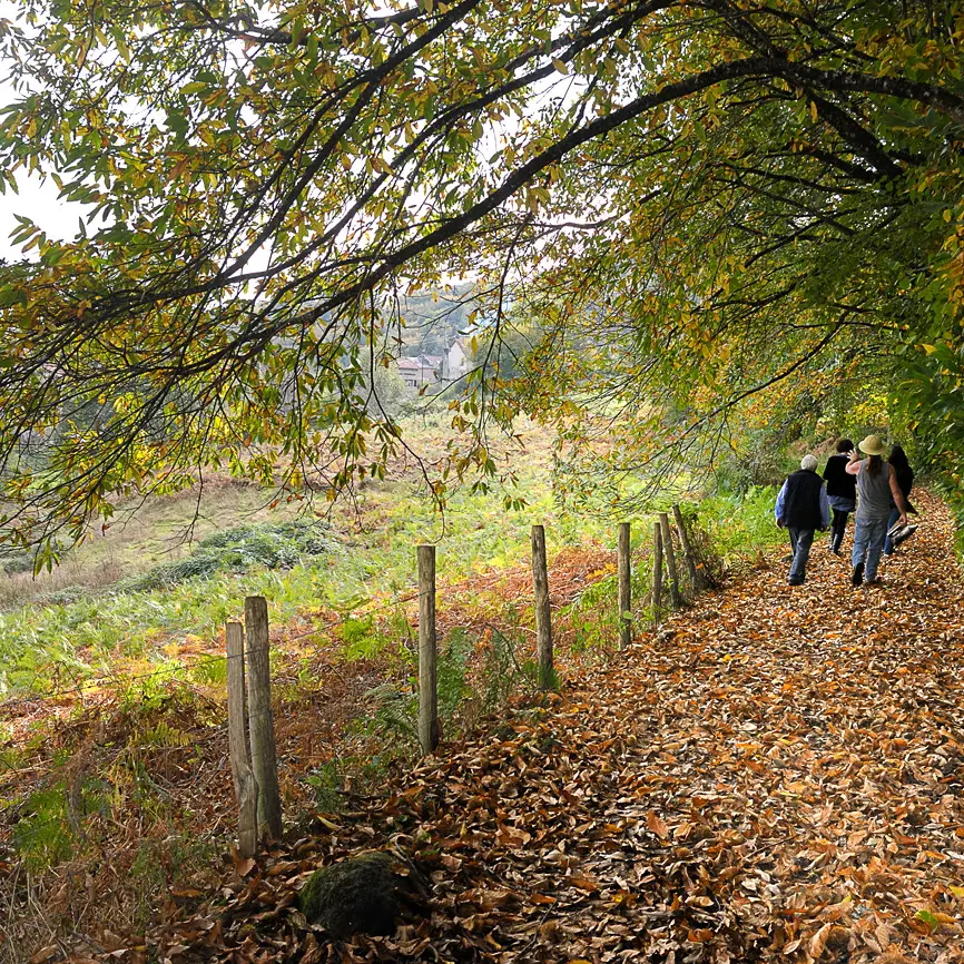 SAINT SYLVESTRE   Chemin des moines