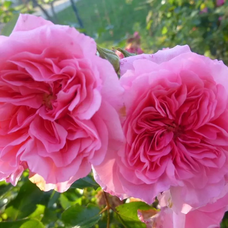 Rosier Les Quatre Saisons