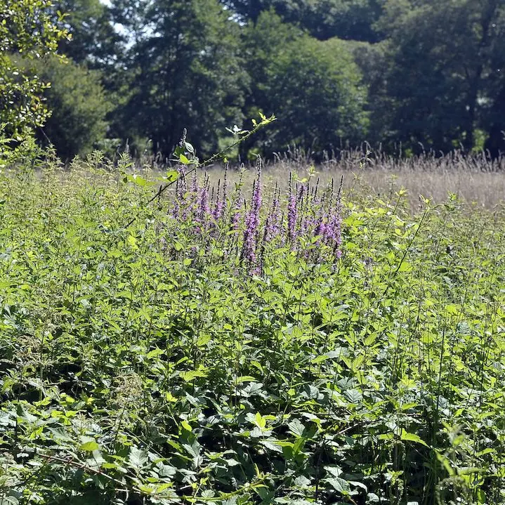 Circuit des ruisseaux_4